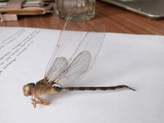 Gynacantha subinterrupta