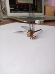 Gynacantha subinterrupta