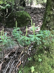 Peperomia leptophylla