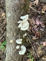Pleurotus pulmonarius