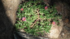 Portulaca amilis