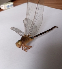 Gynacantha subinterrupta