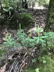 Peperomia leptophylla
