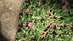 Portulaca amilis