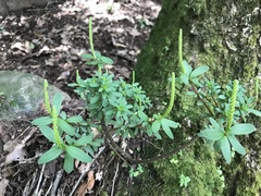 Peperomia leptophylla