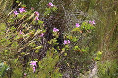 Pelargonium cucullatum strigifolium
