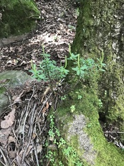 Peperomia leptophylla