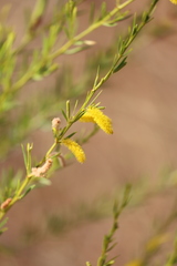 Acacia conjunctifolia