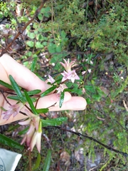 Crowea angustifolia