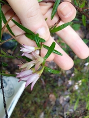 Crowea angustifolia