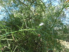 Eremophila polyclada