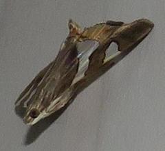 Glyphodes bitriangulalis