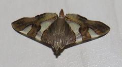 Glyphodes bitriangulalis