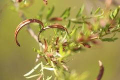 Acacia conjunctifolia