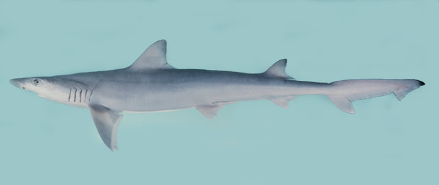Slender Weasel Shark