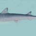 Slender Weasel Shark - Photo (c) Randall, J.E., some rights reserved (CC BY-NC)