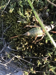 Ephippiger terrestris