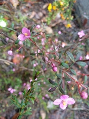 Boronia gracilipes