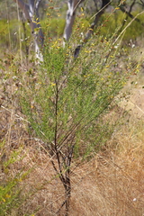 Acacia conjunctifolia