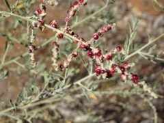Chenopodium nutans