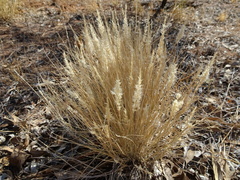 Enneapogon polyphyllus