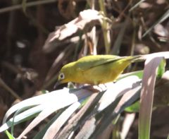 Zosterops anderssoni