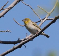 Ploceus cucullatus