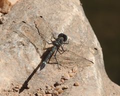 Notiothemis jonesi