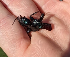 Megadromus antarcticus