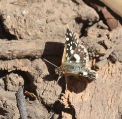 Ernsta dromus