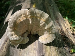 Trametes betulina
