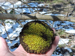 Maclura pomifera