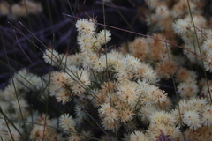 Melaleuca nodosa