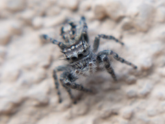 Phidippus asotus