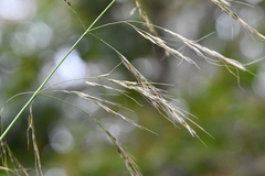 Achnatherum pekinense