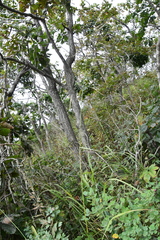 Achnatherum pekinense