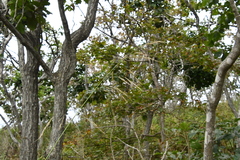 Achnatherum pekinense