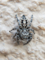 Phidippus asotus