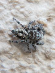 Phidippus asotus