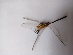 Orthetrum sabina