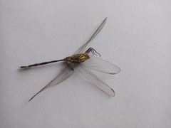 Orthetrum sabina