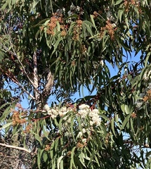 Eucalyptus obstans