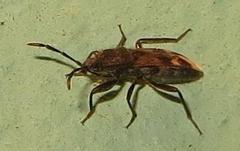 Lanchnophorus singalensis