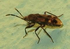 Lanchnophorus singalensis