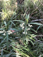 Olearia viscidula