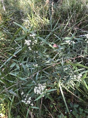 Olearia viscidula