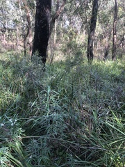 Olearia viscidula