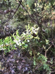 Grevillea trifida