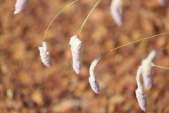 Ptilotus calostachyus