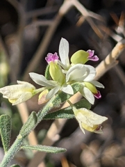 Rhinotropis acanthoclada